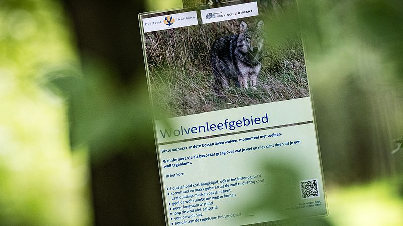 Beheren, verjagen of bejagen: PVV-Statenlid in Drenthe wil noodwet om wolven in Nederland onder cont