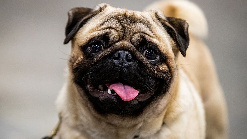 Artiest Giet Keelholte Honden met korte snuiten mogen straks niet meer worden getoond op social  media, maar wél in hondenshows - EenVandaag