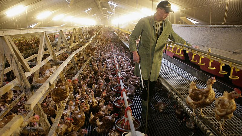 Farmers will soon be allowed to vaccinate poultry against bird flu, but that is ‘impracticable’