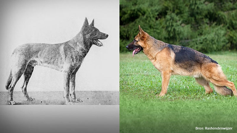 kwaad Instituut klei Hoe onze honden door de jaren heen veranderden in 5 foto's - EenVandaag