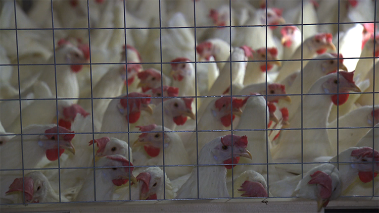 Pluimveebranche gaat schade Fipronil-affaire claimen bij NVWA
