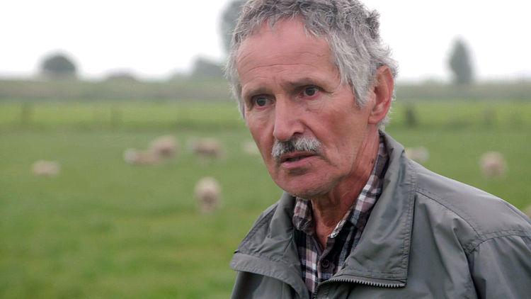 Woedende boer Jos verloor 43 schapen aan de wolf: 'En de dader mag gewoon vrij rondlopen'