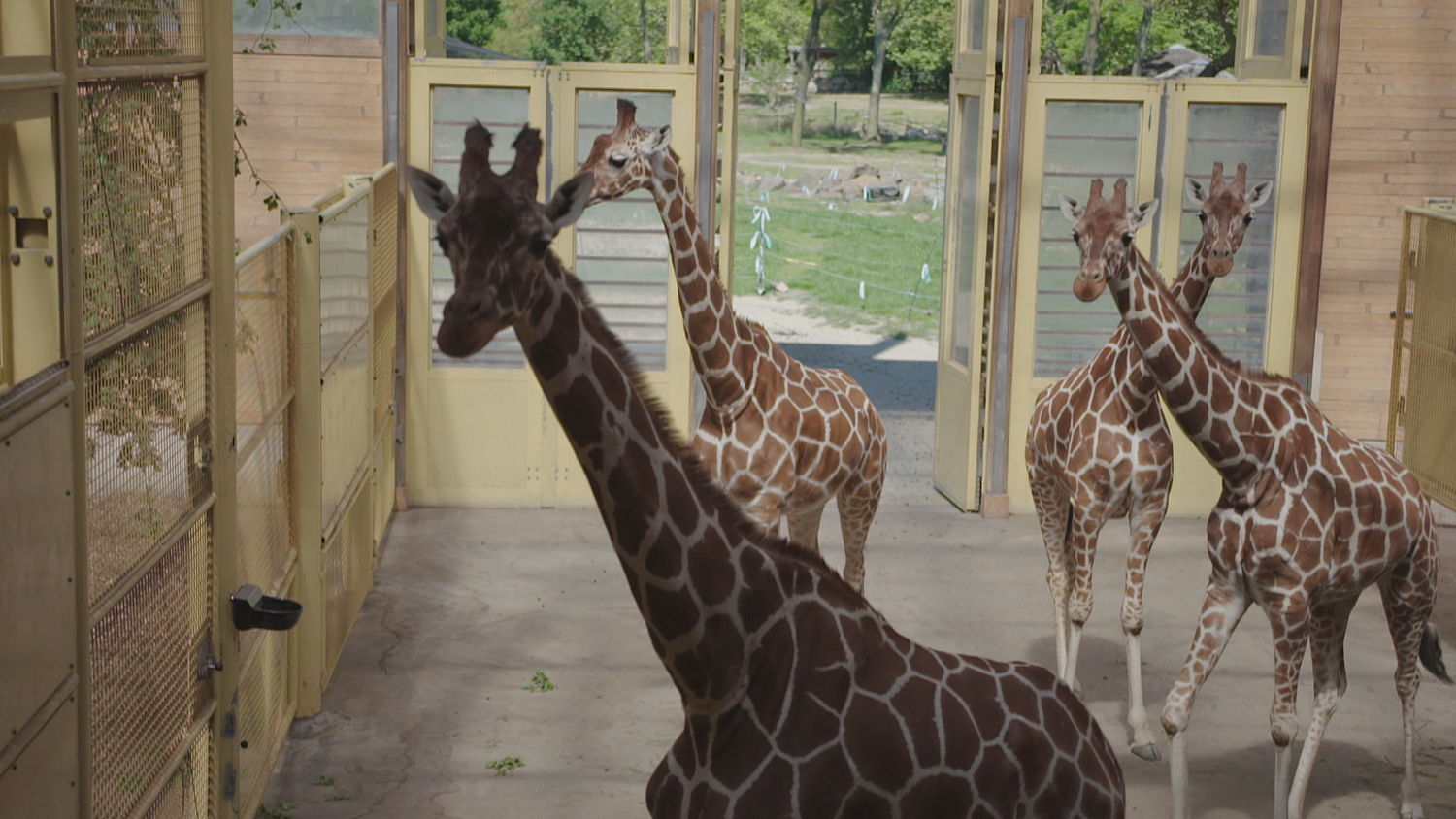 Dierentuinen willen weer open, maar wachten op toestemming 'Het voeren