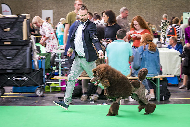 Amsterdam zou hondenshow het liefst verbieden