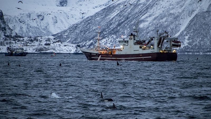 Orka's bij de fjorden in Noorwegen