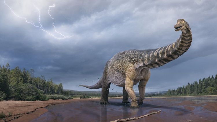 We weten steeds meer over dino's: de Australotitan is unieke dinovondst