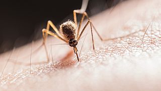 Vervullen maagpijn Gepensioneerde Gewone mug veroorzaakt misschien de volgende pandemie: 'Zet het leger in om  ze te bestrijden' - EenVandaag