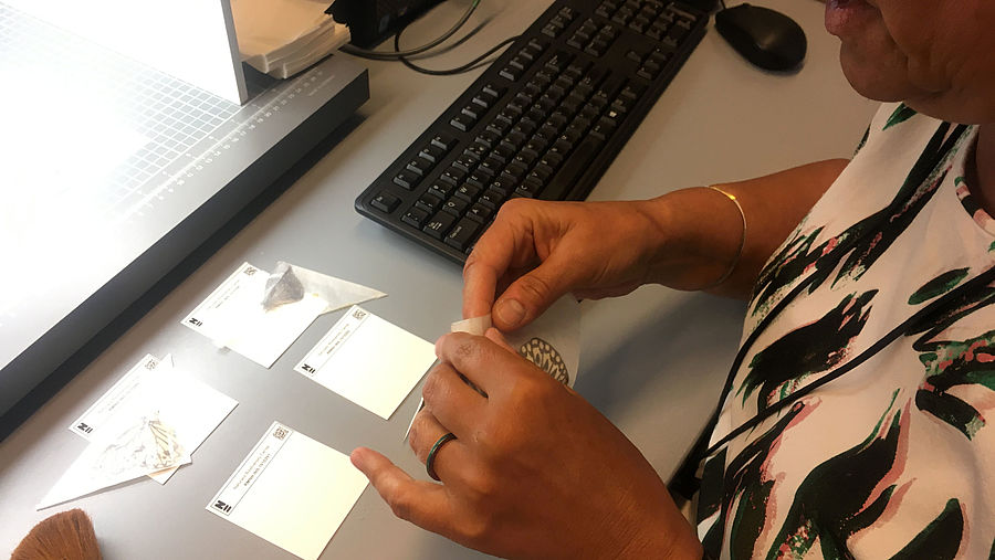 Vlinders in papillotten voor digitalisering.