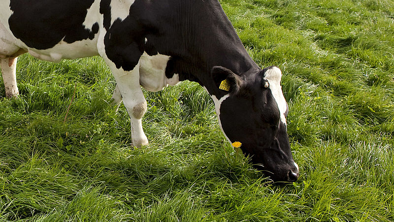 Dit Gras Helpt Tegen Klimaatverandering Maar Van De Eu Mogen Koeien Het Niet Eten Eenvandaag