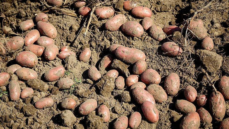 Hoe schadelijk zijn pesticiden en gewasbeschermingsmiddelen voor onze gezondheid? En andere vragen beantwoord