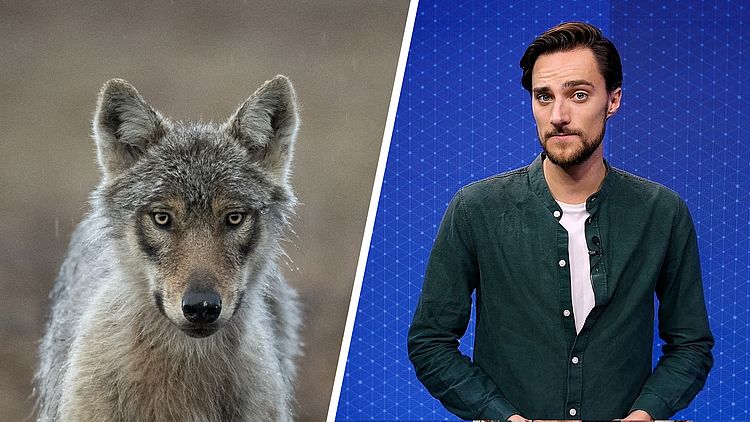 Hoe de discussie over de wolf Nederland verdeelt