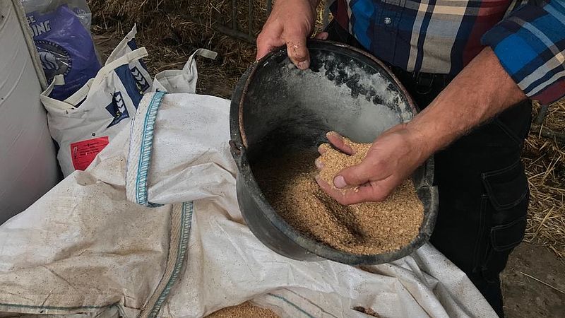 Het krachtvoer dat de koeien nu krijgen Het krachtvoer dat de koeien nu krijgen