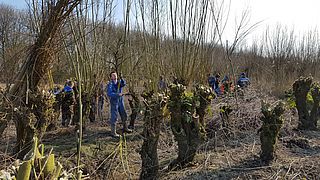 Oud ambacht wilgenknopen nu innovatie in de strijd tegen afval