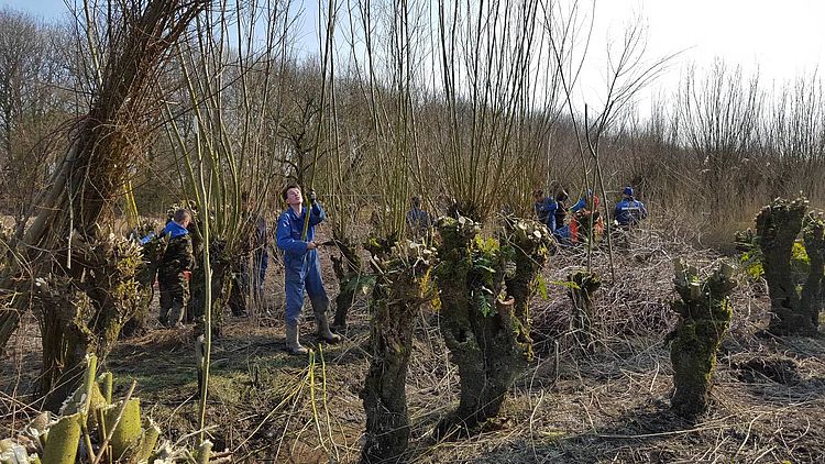 Oud ambacht wilgenknopen nu innovatie in de strijd tegen afval