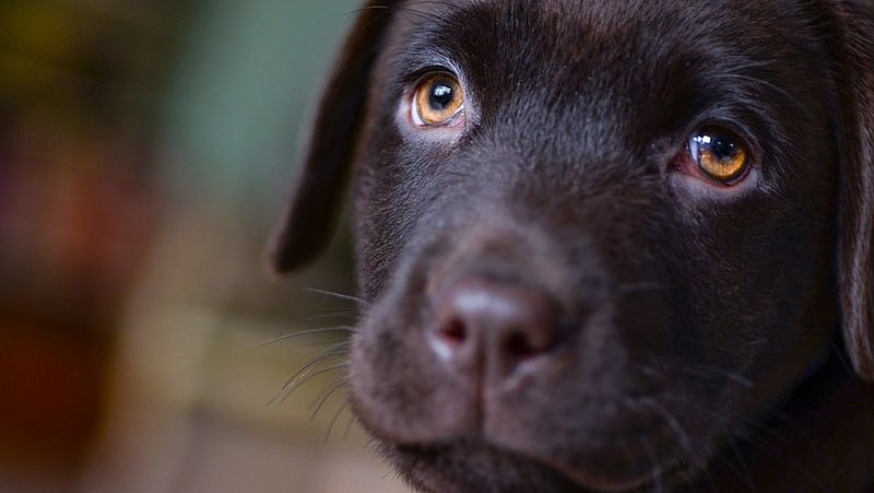 Zichzelf in beroep gaan Aanbevolen Honden kunnen sterven van verdriet na overlijden baasje - EenVandaag