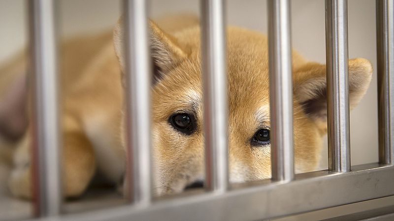 twee weken toediening Krankzinnigheid Organisatie sleept 6 dierenartsen voor de rechter wegens grootschalige  fraude met pups uit Hongarije: 'Deze mensen doen alles voor winst' -  EenVandaag