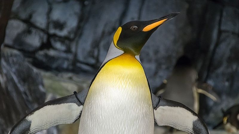 toonhoogte Prematuur Omgeving Gigantische pinguïn zo groot als een mens gevonden in Nieuw-Zeeland -  EenVandaag