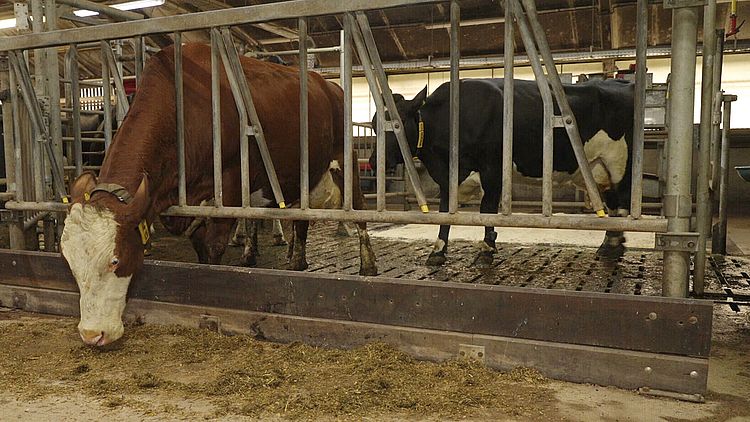 Zo kan een 'stikstofplafond' boeren helpen om hun uitstoot te verlagen 