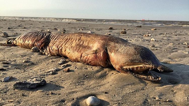 Onbekend zeemonster aangespoeld in Texas