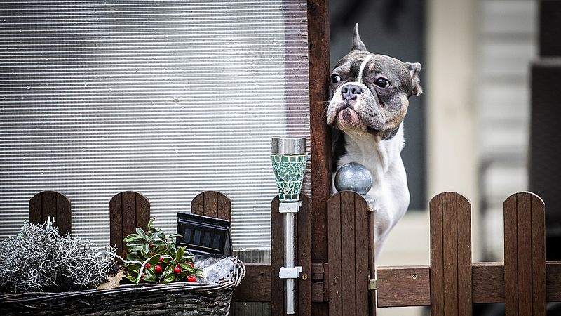 Hond op een vuurwerkvrije camping