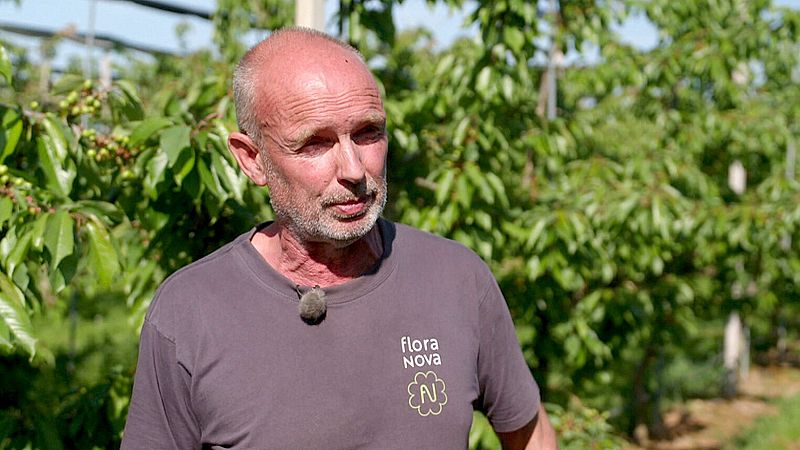 Kersentelers zijn bang voor minder oogst door suzuki-fruitvlieg: 'Het is 2 voor 12' 