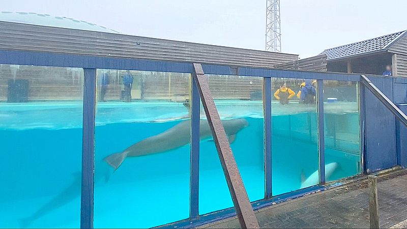 Het bassin in het Dolfinarium waar bezoekers tegen betaling dolfijnen kunnen aaien