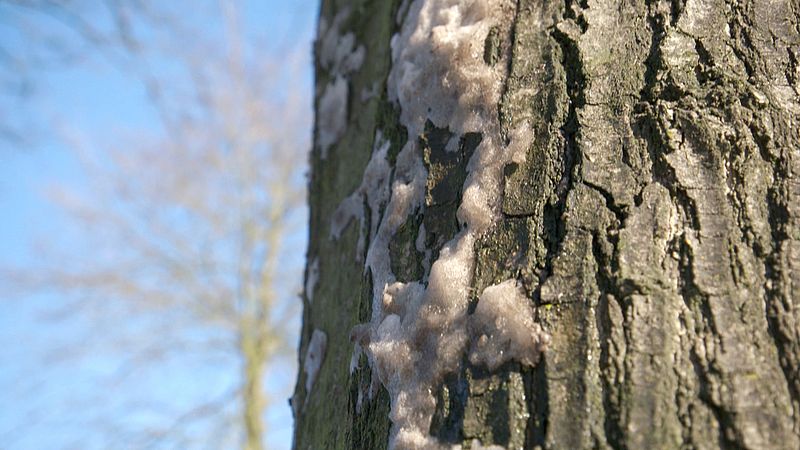 Door opspattend strooizout beschadigt de bast van een boom