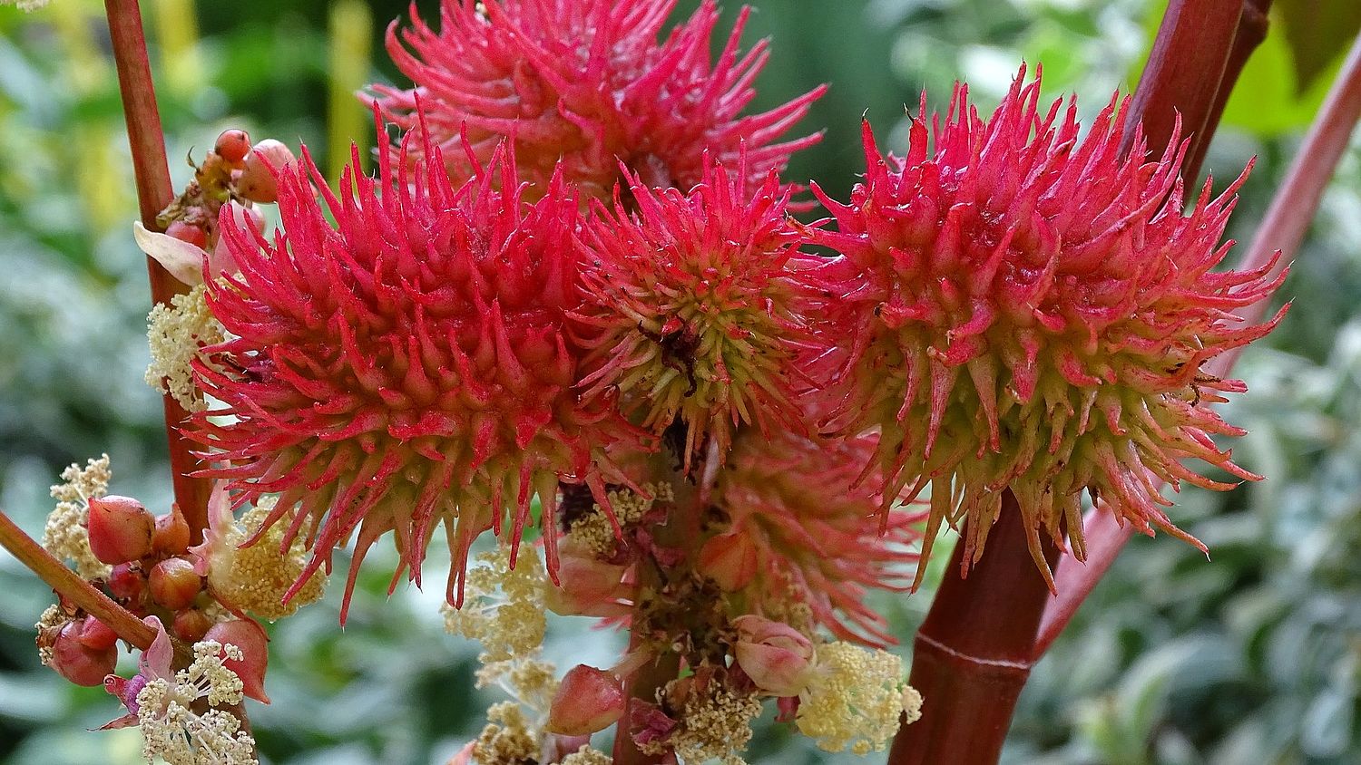 Het gif ricine kun je zelf thuis maken, maar je hebt er wel hele groene vingers voor nodig