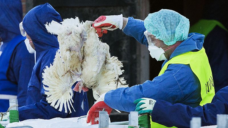 Профессор вирусологии заявил, что сектор птицеводства должен радикально измениться, чтобы остановить птичий грипп в Нидерландах.