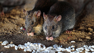 3,7 miljoen ratten in Parijs: 'En dat komt vooral door onszelf'