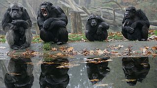 Politici, het zijn soms net chimpansees