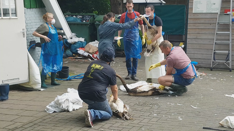 Rijkswaterstaat liet vrijwilligers op eigen risico zwanen schoonmaken na olieramp