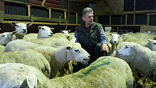 Minder schapen door afschaffing melkquotum