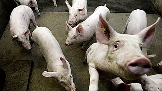 Varkensbaron met beroepsverbod in Duitsland breidt imperium in Nederland uit