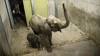 Een olifant in huis halen? Dat mag gewoon