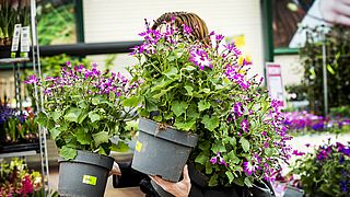 Een bos bloemen voor je geliefde op Valentijnsdag? 'Je kunt beter een potplant geven'