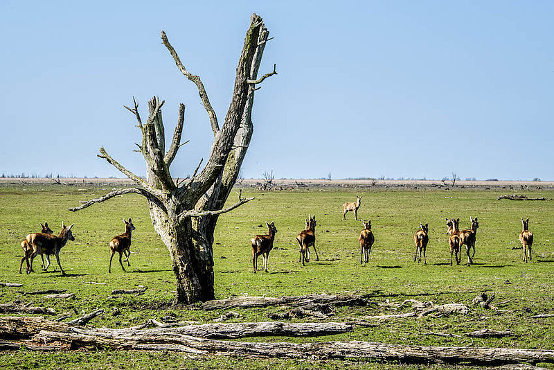 Oostvaardersplassen: Einde aan 'Serengeti van de Lage Landen'