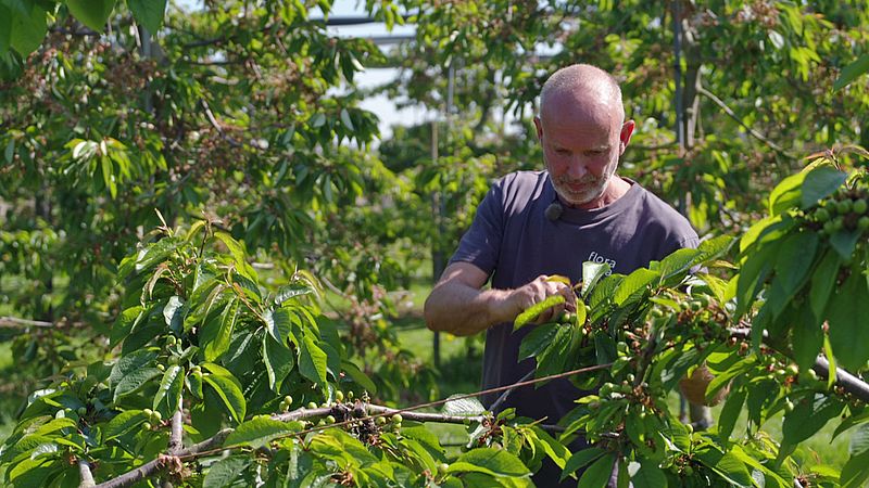 Kersentelers zijn bang voor minder oogst door suzuki-fruitvlieg: 'Het is 2 voor 12' 
