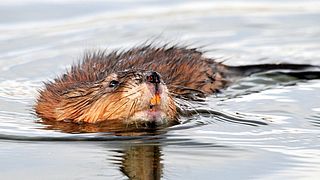 Muskusrat op je bord: een culinaire én praktische uitdaging