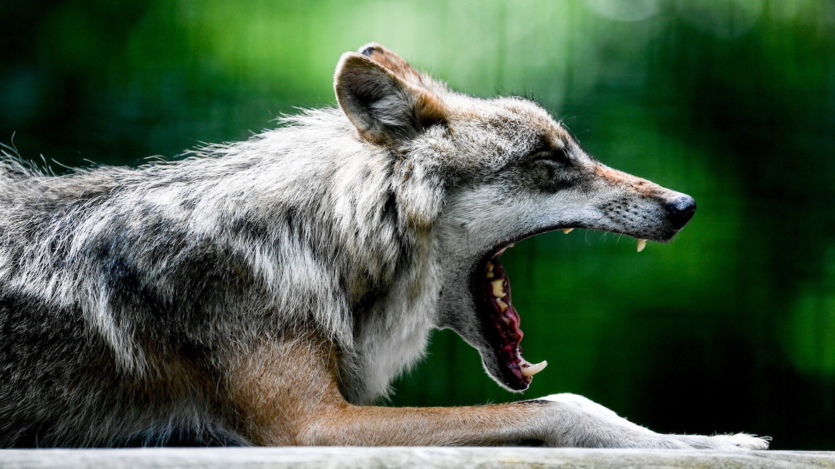 'Het loopt uit de hand', CDA wil nu ook landelijk discussie over