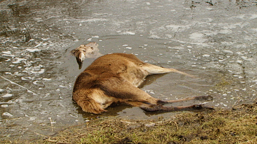 Oostvaardersplassen: oernatuur of mislukt natuurpark?