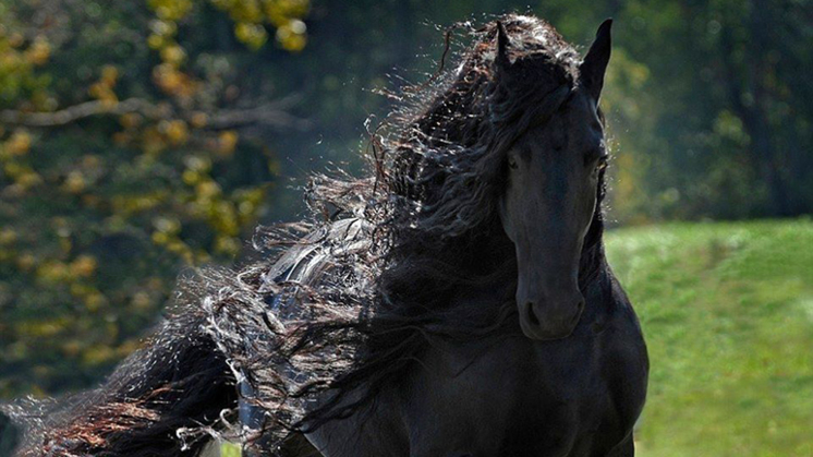 Is dit paard het mooiste paard wereld? EenVandaag