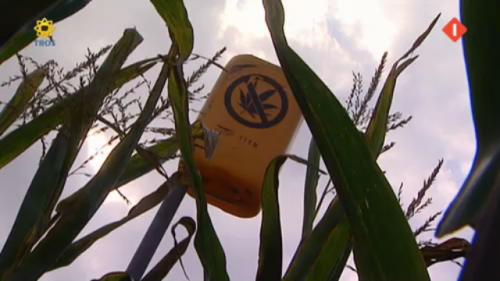 Boeren in Limburg bedreigd door henneptelers