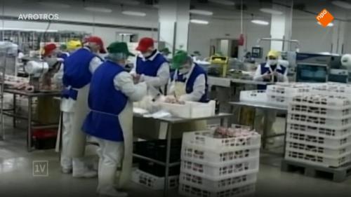 'Personeel pluimveesector uitgebuit'