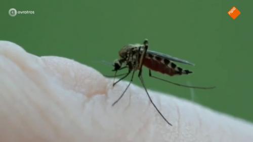 Genetisch gemodificeerde mug tegen dengue