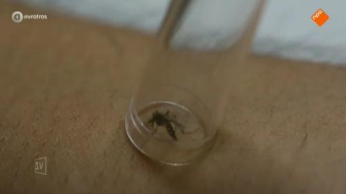 Zika-virus: oproep niet zwanger te raken 'gevaarlijk'