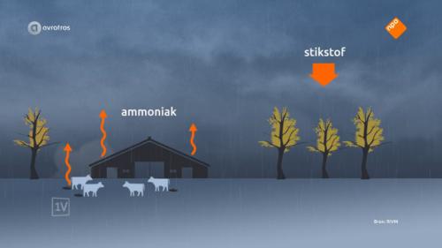Stikstof uit veehouderij funest voor natuur